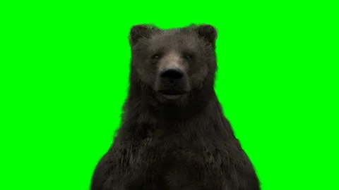Standing bear. Green screen realistic animation. Stock Footage 161045525