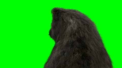 Standing bear. Green screen realistic animation. Video stock 161045768