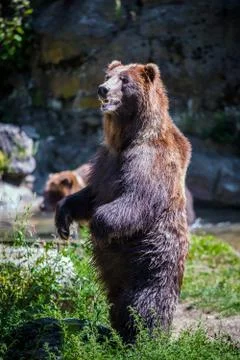 Standing bear Stock Photos