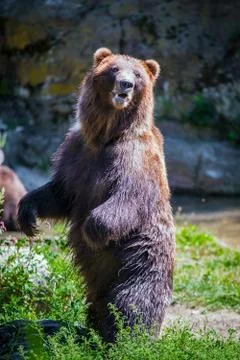 Standing bear Stock Photos