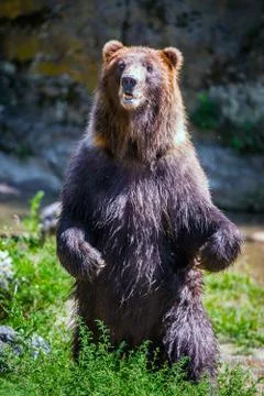 Standing bear Stock Photos