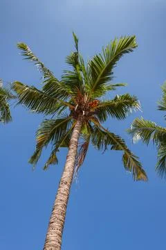 Standing Below The Coconut Palm Foto stock