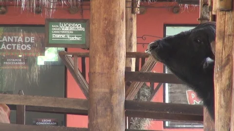 Standing black bull staring at the camera Video stock 103619489