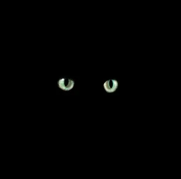 Standing black cat Stock Photos