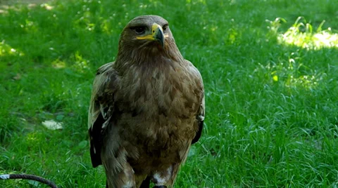 Standing Brown eagle Stock Footage 39351282