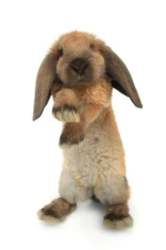 Standing brown rabbit on a white background Stock Photos