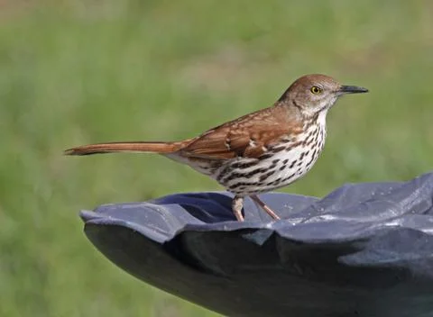 Standing Brown Thrasher Stock Photos