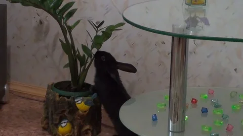 Standing Bunny eats a flower Stock Footage 85827163