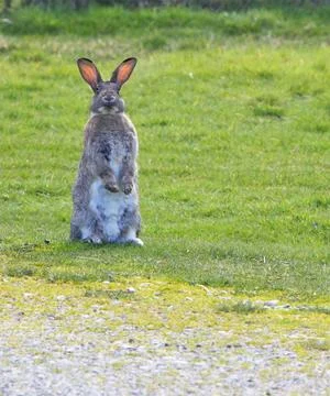 Standing bunny Stock Photos