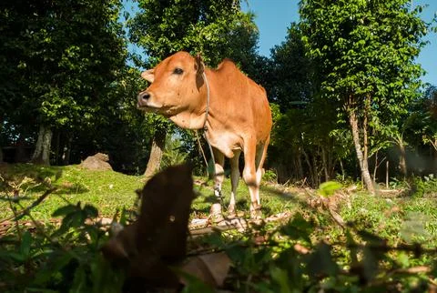 A standing calf Stock Photos
