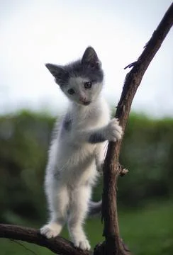 Standing cat on a branch 스톡 사진