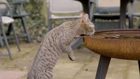 Standing Cat Dinking Water Slow Motion Stock Footage 127036386