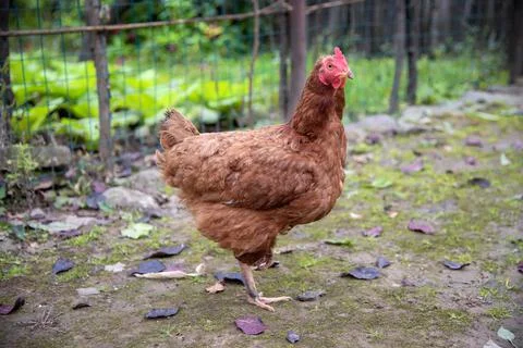 A Standing Chicken Stock Photos