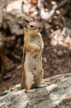 Standing chipmunk Stock Photos
