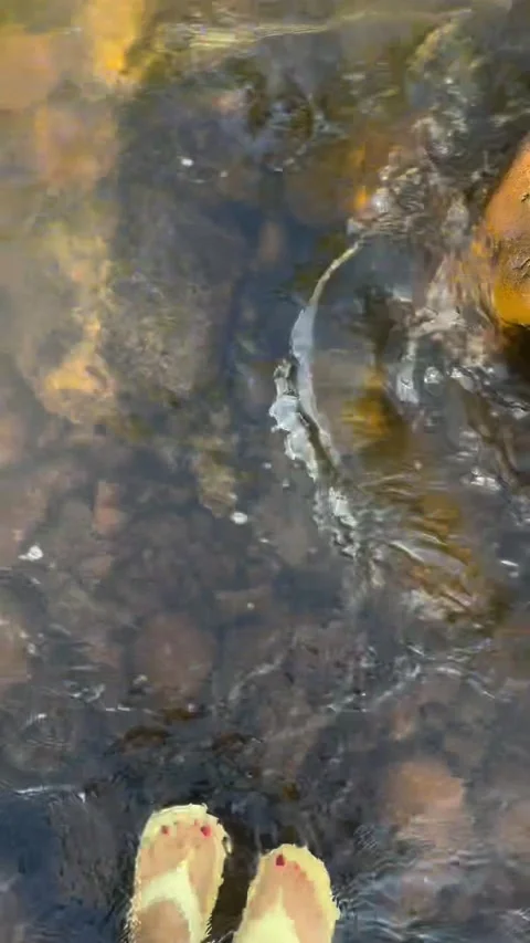 Standing in Clear River Stream with Pebbles and Rocks Video stock 342265753