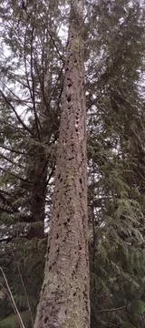 Standing conifer tree full of large woodpecker holes Stock Photos