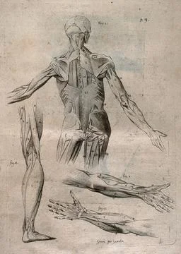 A standing corch figure, seen from behind, showing the bone structure and m.. Stock Illustration
