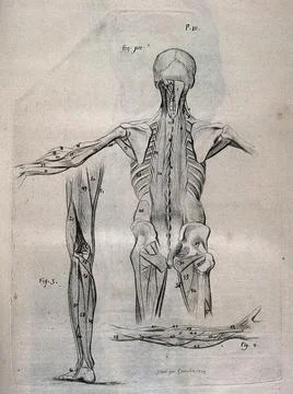 A standing corch figure, seen from behind, showing the bone structure and m.. Stock Illustration
