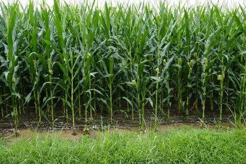 Standing corn Stock Photos