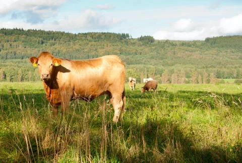 Standing cow Stock Photos