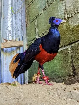 Standing Crested Fireback Pheasant in Enclosure Foto stock