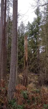 Standing dead tree in middle of forest pond with peeling bark Stock Photos