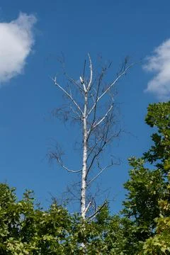 Standing dead tree or snag, dry birch tree against blue sky Stock Photos