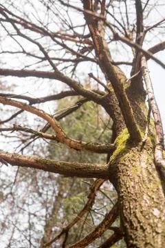 Standing dead tree seen from below Stock Photos