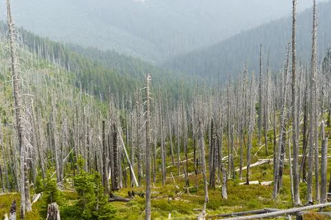 Standing Dead Trees From Forest Fire Stock Photos