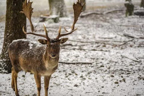 A standing deer in the forest in a front view Stock Photos
