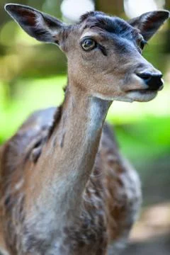 Standing deer Stock Photos