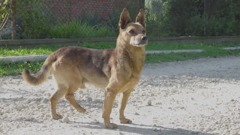 Standing dog with a broken leg Stock Footage 266790816