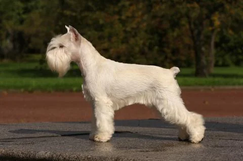 Standing of dog Stock-Fotos