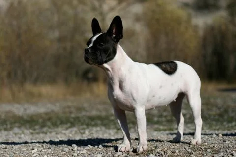 Standing dog Stock Photos