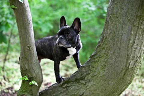 Standing dog Stock Photos