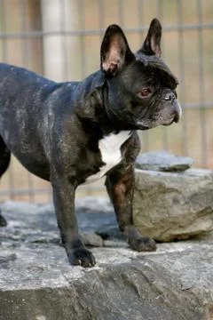 Standing dog Foto stock