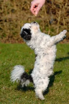 Standing dog Stock Photos