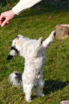 Standing dog Stock Photos