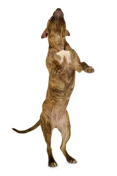 Standing dog Stock Photos