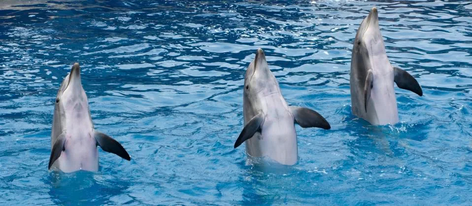 Standing dolphins Stock Photos