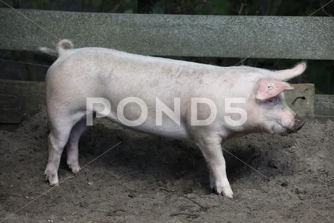 Standing domestic pig in an hutch Stock Photos