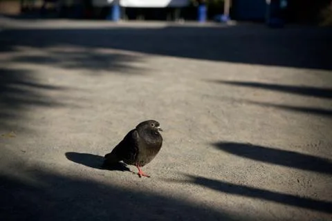 Standing dove Stock Photos