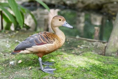 Standing Duck Stock Photos