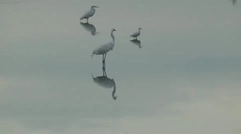 Standing egret trio Stock Footage 11199051