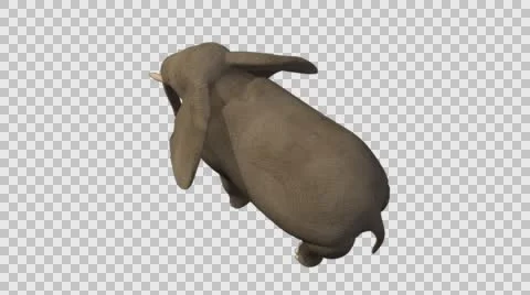 Standing Elephant - Back Left Axo View - Embedded Alpha Vídeos de archivo 61457205