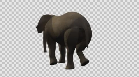 Standing Elephant - Back Left View - Embedded Alpha Vídeos de archivo 61456733