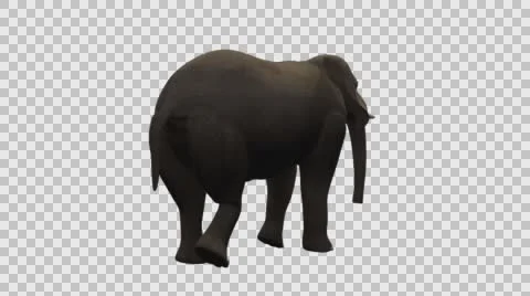 Standing Elephant - Back Right View - Embedded Alpha Vídeos de archivo 61457309