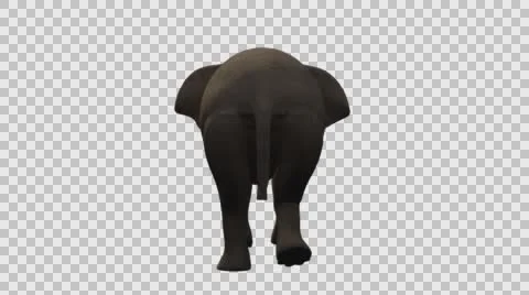 Standing Elephant - Back View - Embedded Alpha Video stock 61456649