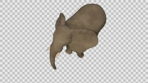 Standing Elephant - Front Left Axo View - Embedded Alpha Vídeos de archivo 61457308