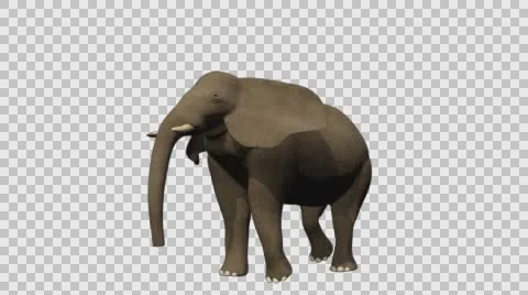 Standing Elephant - Front Left View - Embedded Alpha Vídeos de archivo 61457005